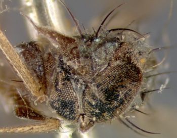 Media type: image;   Entomology 12892 Aspect: head frontal view